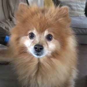 Meet your Posher, Evelyn